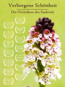 Hidden Beauty – The Orchids of the Saale Valley